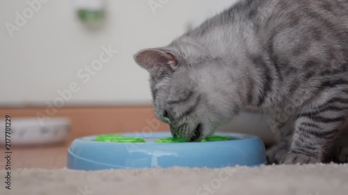 Gray tabby cat drinks fresh water from a blue pet bowl indoors, showing daily hydration and domestic animal care.