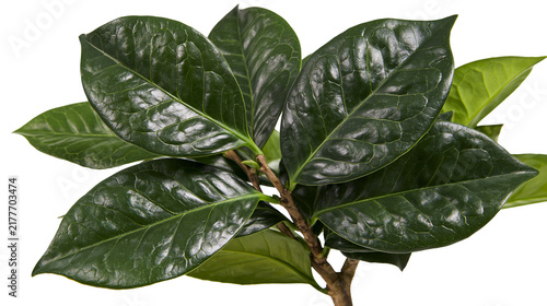 Canvastavla Isolated elegant tropical plant with shiny dark green leaves and a natural woody