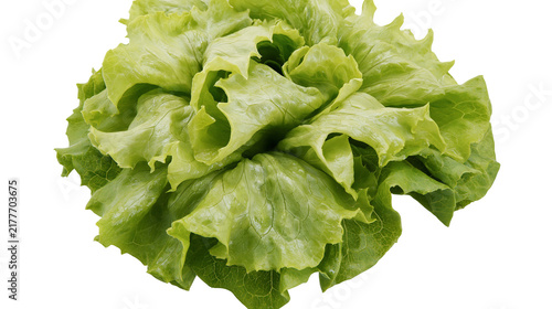 Canvastavla Isolated fresh whole green lettuce head, healthy raw organic leafy vegetable for salad
