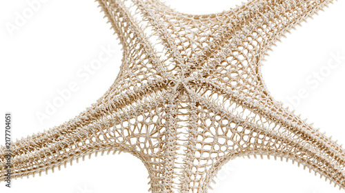 Bild auf Leinwand Isolated dried starfish skeleton, a detailed view of its intricate and delicate