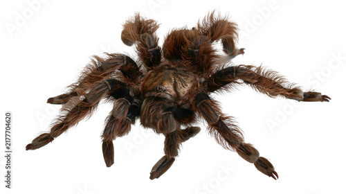 Bild auf Leinwand Isolated brown hairy tarantula spider, exotic arachnid creature, fearsome wildlife predator