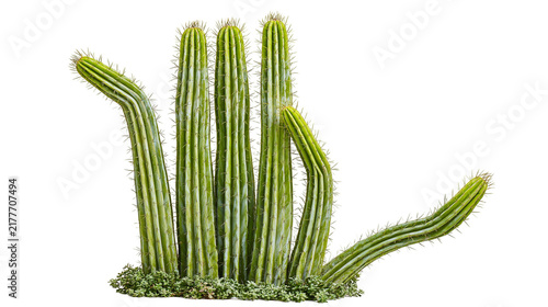 Isolated green cactus plants forming a unique hand gesture, symbolizing nature's creative forms