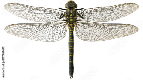 Isolated dragonfly with spread wings, intricate wing venation and detailed body markings