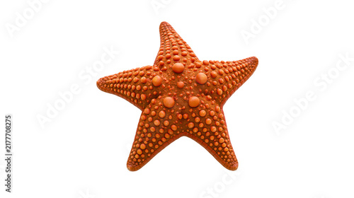 Photography Isolated vibrant orange starfish with textured skin, a beautiful ocean creature close-up