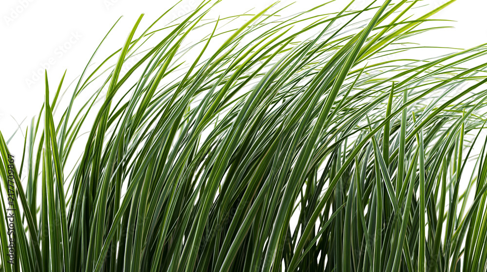 Fototapeta premium Isolated lush green variegated grass blades, fresh botanical foliage, natural garden plant.