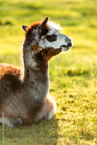 Konstfotografi White and brown alpaca laying down on the grass at sunset, New Zealand