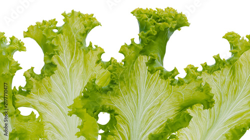 Obraz na płótnie Isolated vibrant green ruffled lettuce leaves a staple ingredient for fresh delicious salads