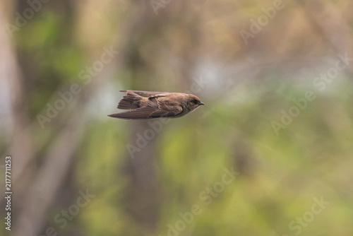 Fotografie Northern rough-winged swallow in flight.