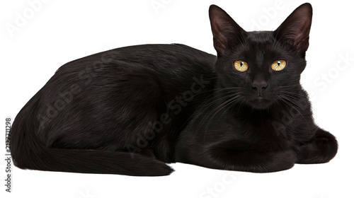 Obraz na płótnie Isolated adorable black cat calmly resting, showcasing its glossy fur and captivating golden eyes