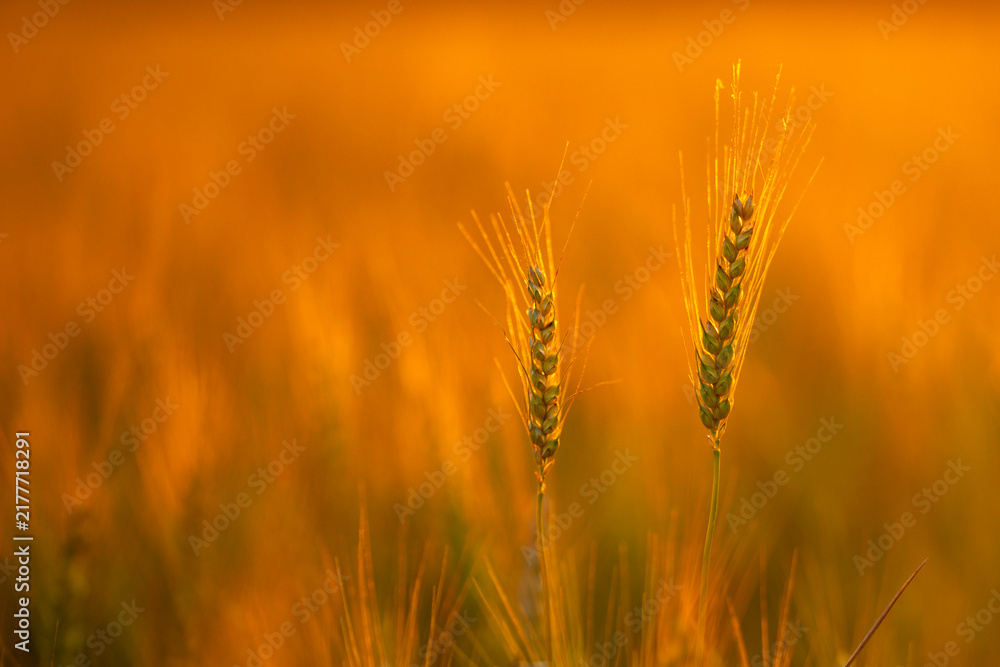 Obraz premium Wheat grows in farmland. Wheat spike forms silhouette. Golden wheat catches daylight. Rural wheat meets sunlight.