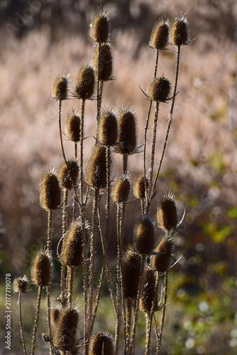 Fotografie Macro shot of dry wild thorns in autumn nature, selective focus