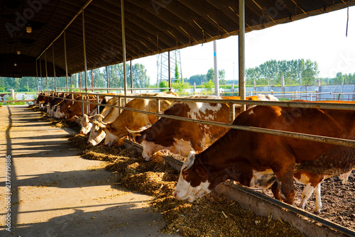 Beef cattle herd feeding at livestock farm feed trough