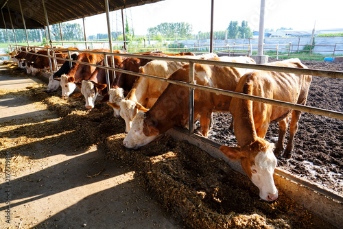 Beef cattle herd feeding at livestock farm feed trough