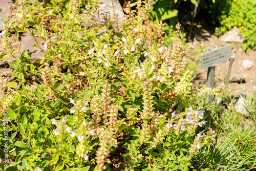 Bild auf Leinwand Alpine skullcap or Scutellaria Alpina plant in Saint Gallen in Switzerland 29