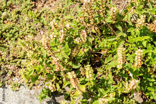 Quadro su tela Alpine skullcap or Scutellaria Alpina plant in Saint Gallen in Switzerland 29