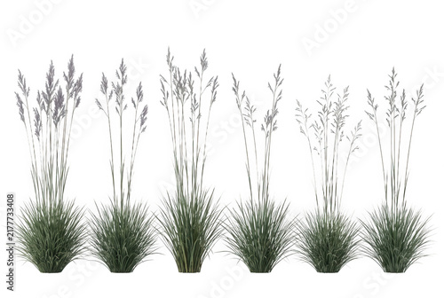 Set di sei cespugli di erba ornamentale verde con spighe sottili isolati su sfondo bianco, perfetti per rendering architettonici e design paesaggistico naturale.