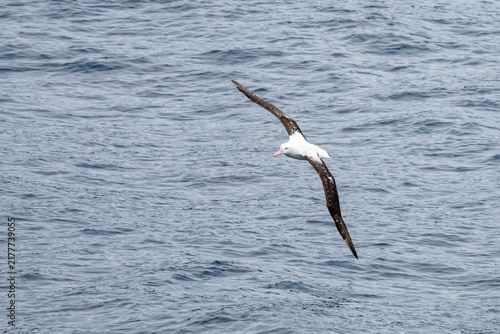 Konstfotografi Snowy albatross (Diomedea exulans)  in flight at Gough Island in the South Atlan