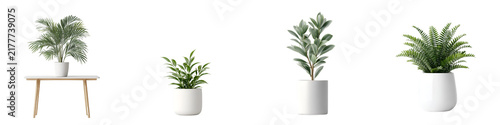 Potted Plant Collection: Modern Indoor Plants in White Pots
