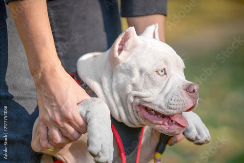 Foto A white American bully dog with wrinkled skin and tongue out is held by a person wearing a red harness in an outdoor setting