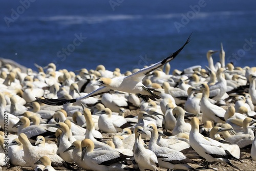Cape Gannet (Morus capensis), adult, in flight, breeding colony, Lamberts Bay, Western Cape, South Africa