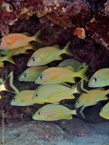 School of fish, group of bluestriped grunt (Haemulon sciurus) and French grunts (Haemulon flavolineatum), dive site John Pennekamp Coral Reef State Park, Key Largo, Florida Keys, Florida, USA