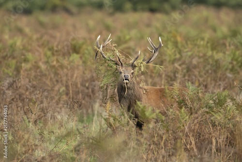 Red deer (Cervus elaphus) adult male stag roaring during the rutting season in autumn with Bracken on its head, England, United Kingdom
