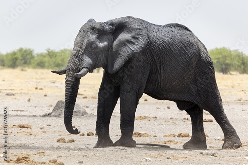 African elephant (Loxodonta africana), Namibia