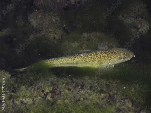 A burbot (Lota lota) swims along an algae-rich environment under water. Dive site Zollbrücke, Rheinau, Canton Zurich, Rhine, High Rhine, Switzerland, Germany