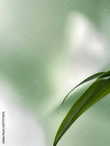Abstract floral background