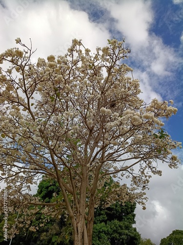 Blooming white ipe tree under blue sky with fluffy white clouds – for nature photography prints, botanical magazine covers, and eco-friendly travel banners