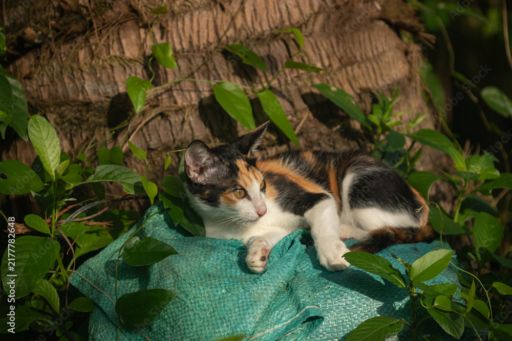 Obraz premium Cute calico cat resting comfortably on a green woven sack under the shade of a palm tree
