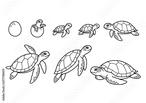 Sea Turtle Doodle Illustration Set with Shell Patterns Hand Drawn Outline Vector