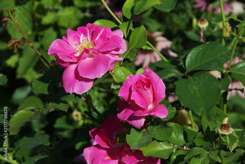 Deep Pink Shrub Rose Blooms in Bright Sunlight