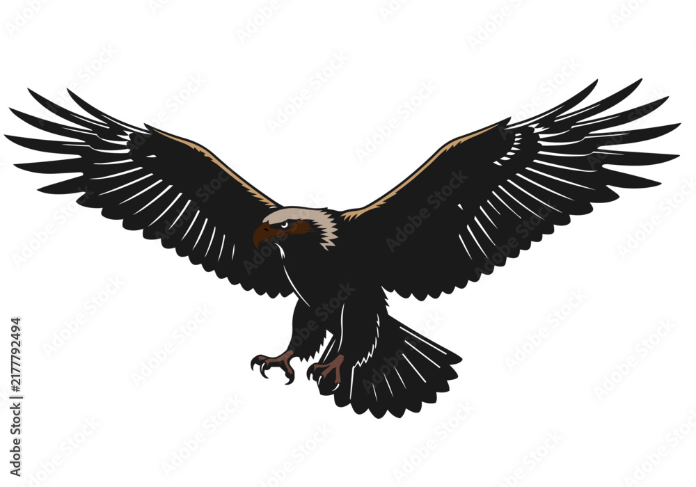 Fototapeta premium Eagle soaring with spread wings vector illustration