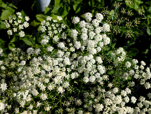 Cuadro en lienzo Blooming Cow Parsley (Anthriscus sylvestris) Umbel Clusters