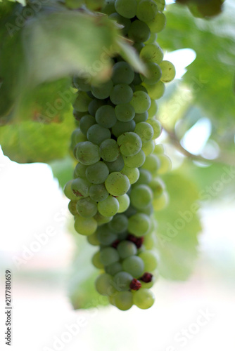 Bild auf Leinwand Pale green grape bunch hanging from a vineyard vine in the Douro Valley, Portugal, with fresh leaves and softly lit berries showing natural variation in size and ripeness during the summer season