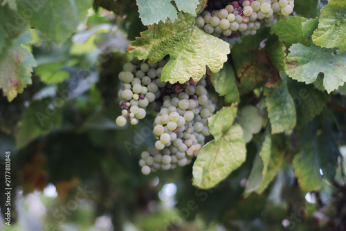 Bild auf Leinwand Pale green grape clusters growing beneath leafy vines in Portugal Douro Valley, with ripe berries, stems and branches visible among the foliage, showing a natural cultivated vineyard scene