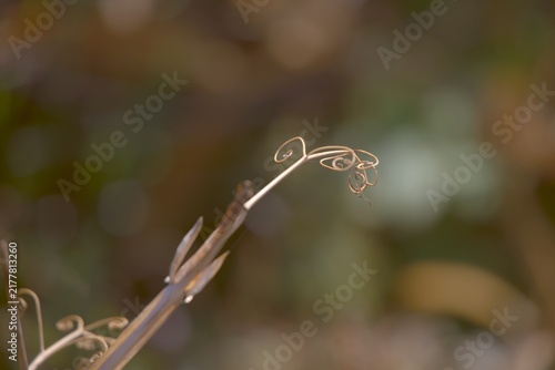 Konstfotografi Tendril of an unknow plant. Very beautiful in it's own way.
