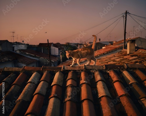 roof of the old house