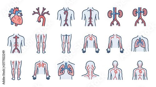 Colorful Human Anatomy Organ and System Illustrations.