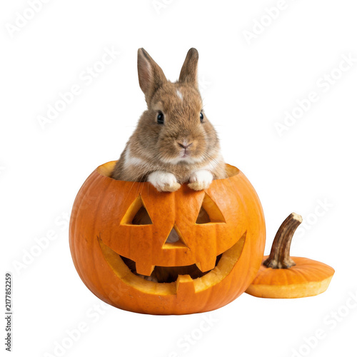 Cute brown rabbit sitting inside a carved orange halloween pumpkin jack o lantern