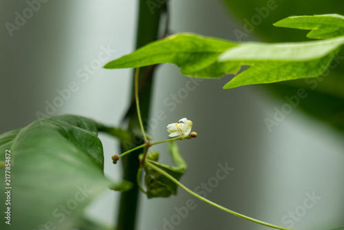 Small white balloon vine flower blooms on thin green plant stem.