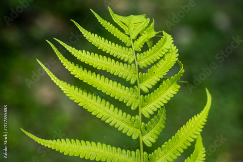 Symmetrical green fern frond capturing detailed natural pattern.