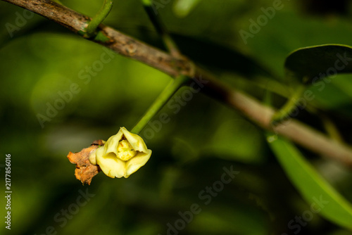 Tiny light yellow flower hanging from branch with blurred leaves.