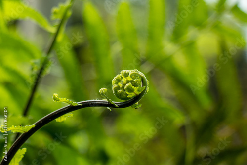 Unfolding fiddlehead fern on dark stem within bright greenwood.