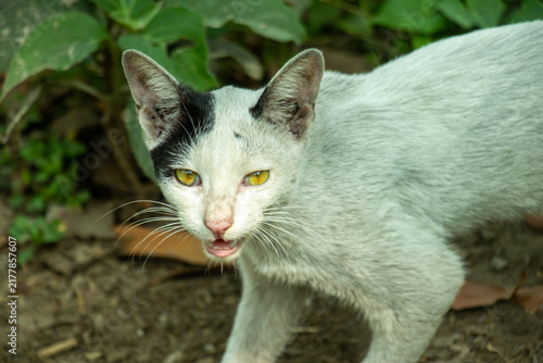 Vocal stray white cat with black spots looking at camera outside.
