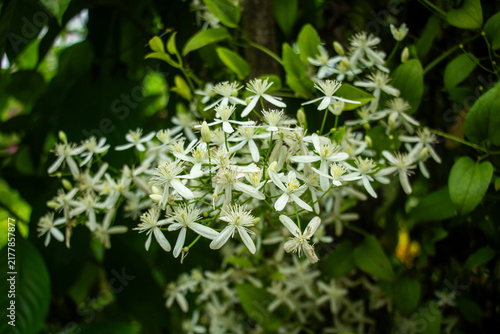 White clematis clematis terniflora vine blooms in lush foliage.