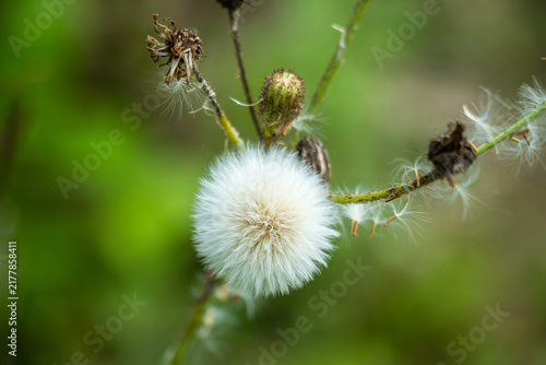 White fluffy dandelion seed head disperses in soft green field.