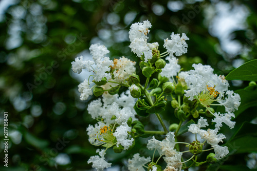 White crape myrtle blossoms blooming on branch against soft bokeh.