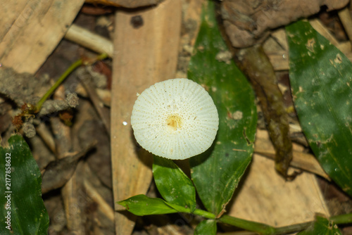 White mushroom cap rests on forest floor among dry fallen leaves.